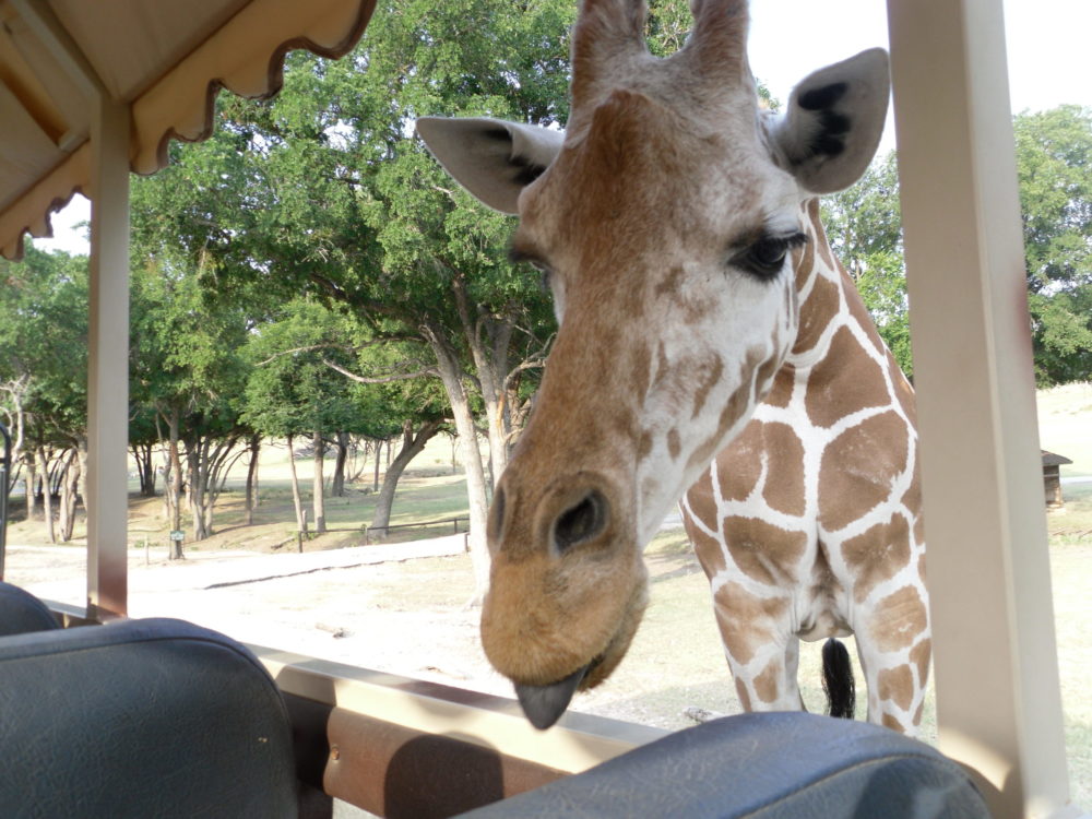 Fossil Rim
